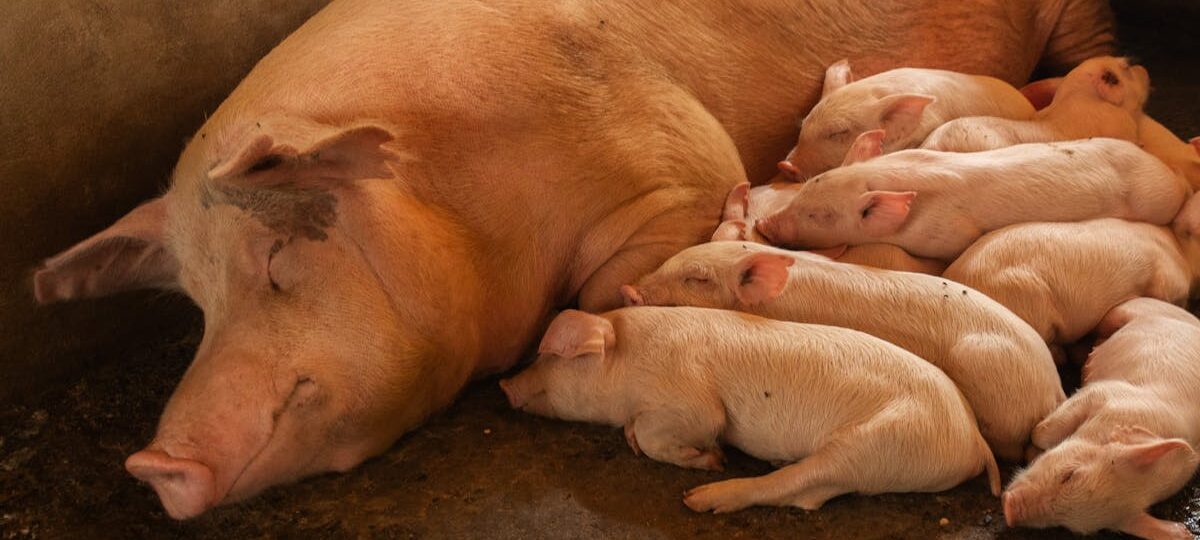 CSR Initiatives in Zimbabwe: Boosting Sustainable Farming & Youth Jobs